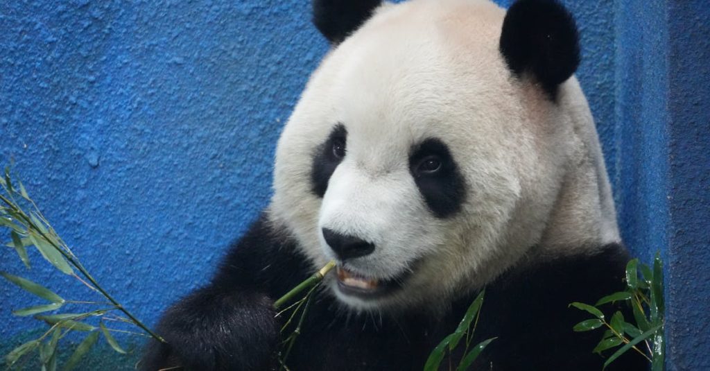 Comment réaliser un gâteau panda adorable et facile 2 découvrez notre délicieux gâteau panda, adorable et parfait pour toutes les occasions, alliant douceur et plaisir visuel.