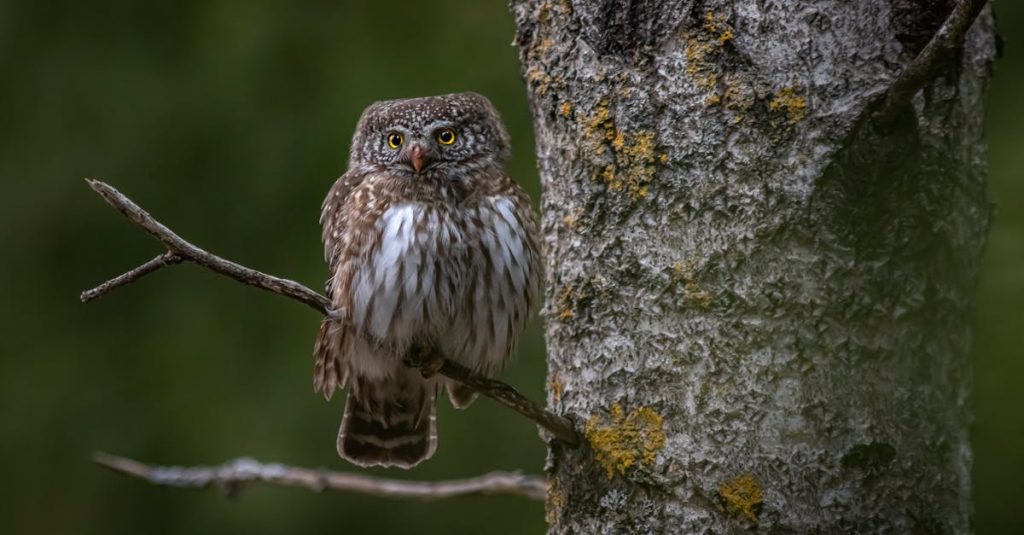 découvrez notre gâteau hibou, une création délicate et originale parfaite pour toutes vos célébrations. un dessert aussi joli que délicieux qui ravira petits et grands.