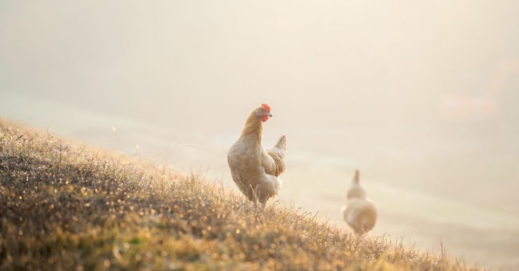 découvrez si les rillettes de poulet sont sûres pendant la grossesse et les conseils pour déguster ce plat en toute sécurité.
