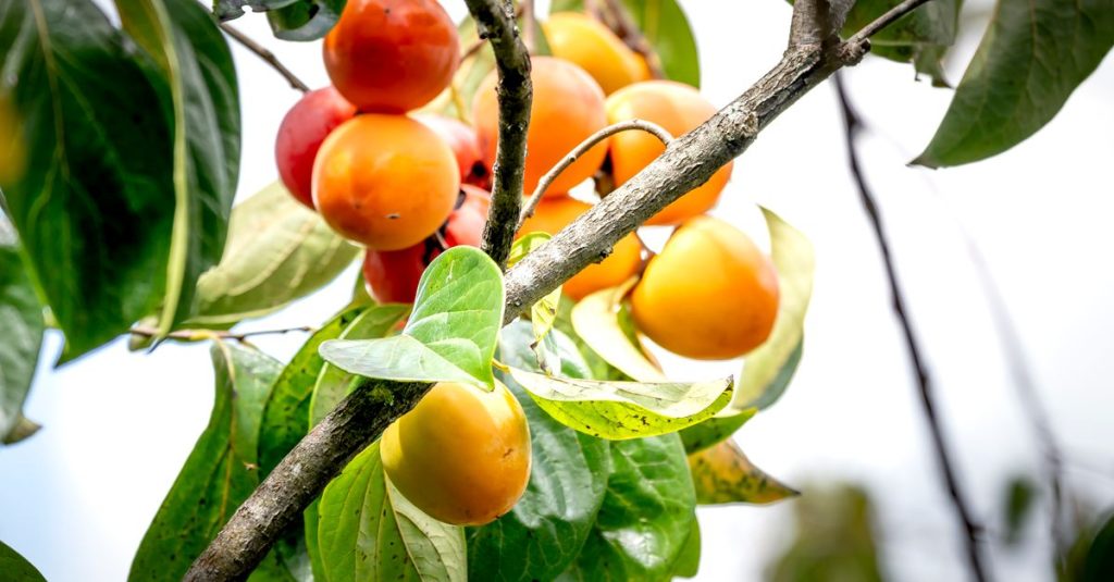 découvrez les dangers potentiels de la consommation du kakis astringents et comment les éviter pour profiter pleinement de ce fruit délicieux en toute sécurité.