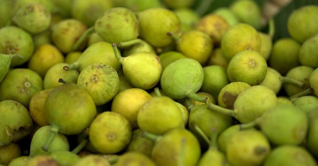 découvrez la consommation de figues, ses bienfaits nutritionnels et des conseils pour intégrer ce fruit délicieux dans votre alimentation quotidienne.