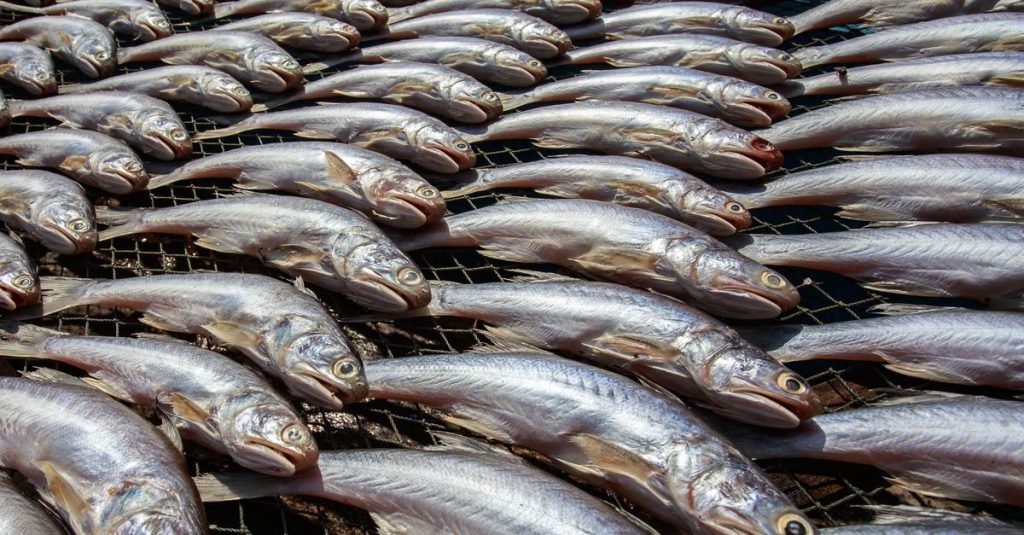 découvrez nos conseils pour choisir la bonne quantité de fruits de mer, adaptés à vos besoins culinaires et au nombre de convives.