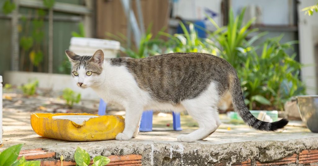 la toxoplasmose est une infection parasitaire fréquente causée par le toxoplasma gondii, souvent transmise par les chats ou via des aliments contaminés. découvrez ses symptômes, modes de transmission et méthodes de prévention.